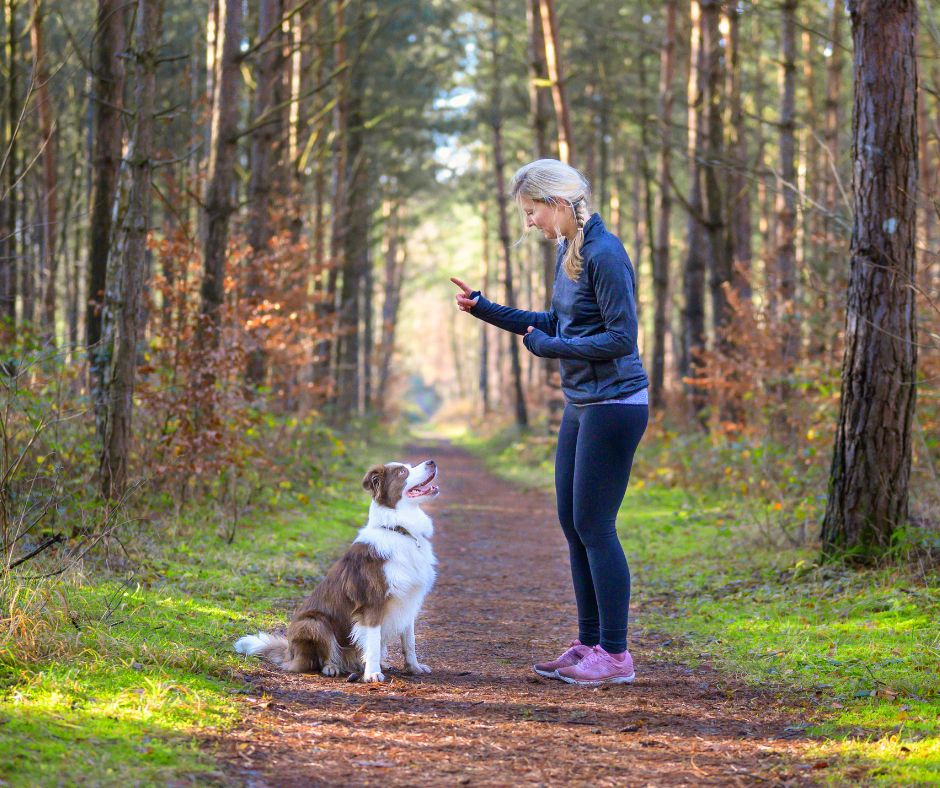 kutyatartas felelos allattartas