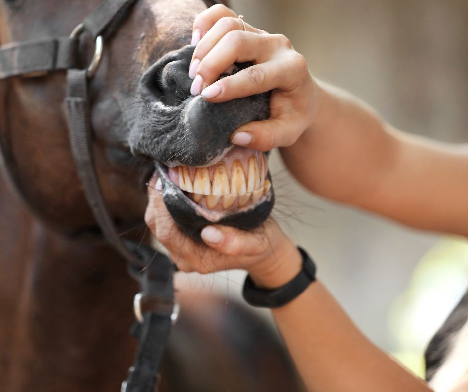 lovas filmek allatorvos